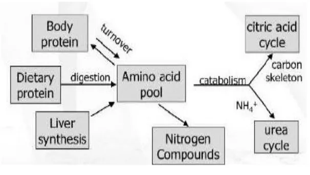 Gambar. 4 . Jalur-jalur metabolik utama asam amino dari  Sherwood, L. (2001). Fisiologi Kedokteran: Dari Sel Ke Sistem