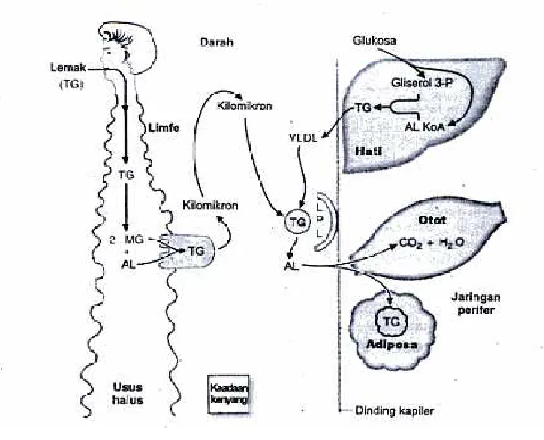 Gambar. 6 . Metabolisme lemak dari Sherwood, L. (2001). Fisiologi Kedokteran: Dari Sel Ke Sistem