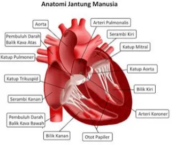 Gambar 1. Anatomi Fisiologi Jantung 