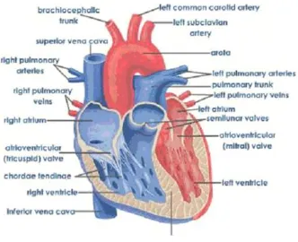 Gambar 2. Anatomi fisiolgi jantung 