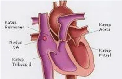 Gambar 3. Anatomi Fisiologi Jantung 