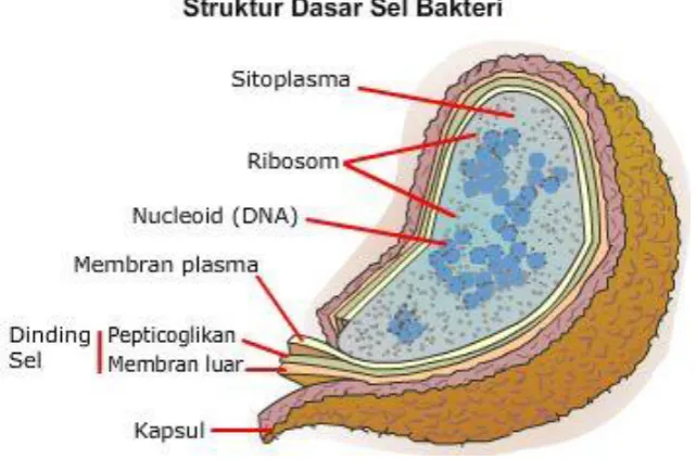Gambar 1. Struktur Dasar Sel Bakteri 