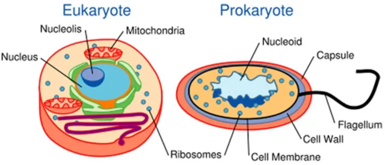 Gambar 2. Sel Eukaryot dan Sel Prokaryot 