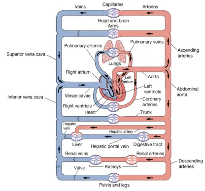 Figure 14-1: Overview of circulatory system anatomy
