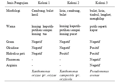 Tabel 8. Hasil identifikasi koloni bakteri secara  morfologi dan biokimia 
