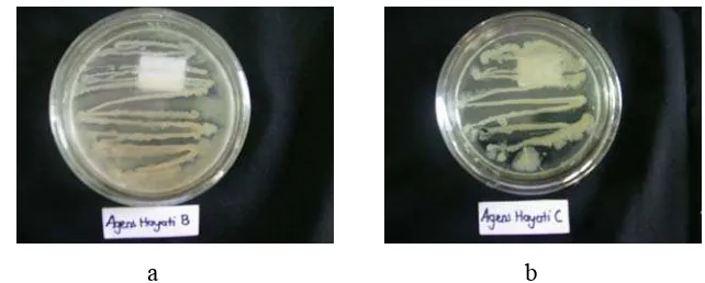 Gambar 5. Isolat murni bakteri patogen terbawa benih Xanthomonas oryzae  pv. 