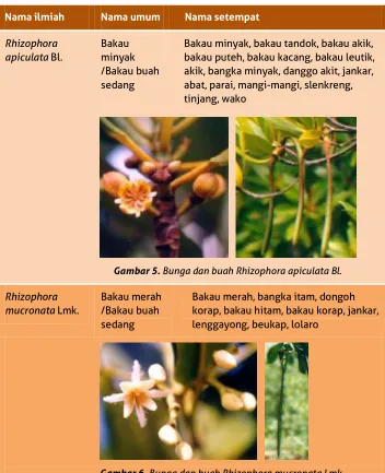 Gambar 5. Bunga dan buah Rhizophora apiculata Bl. 