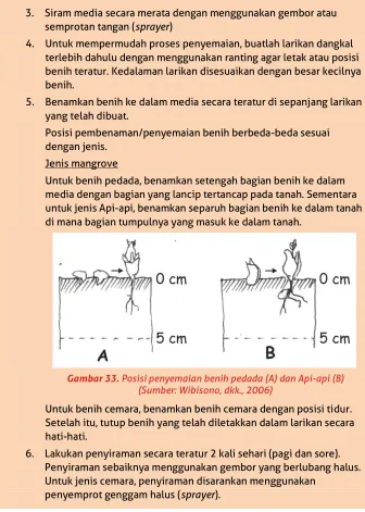 Gambar 33. Posisi penyemaian benih pedada (A) dan Api-api (B) 