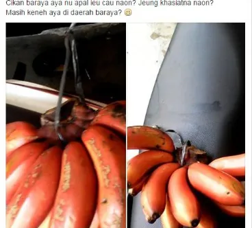 Gambar  3.3 Gambar Pisang atau yang dalam Masyarakat Sunda dikenal sebagai Cau Hurang