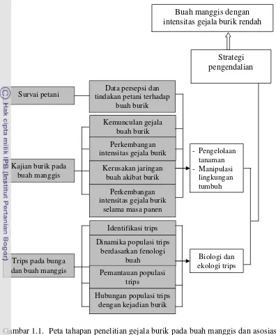 Gambar 1.1.  Peta tahapan penelitian gejala burik pada buah manggis dan asosiasi 