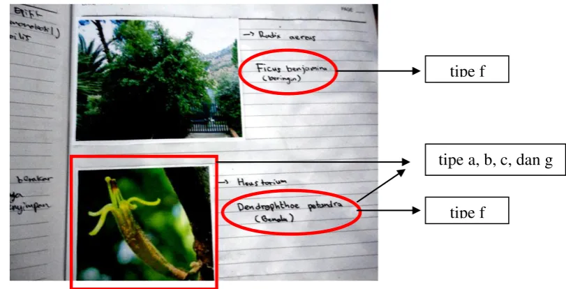 Gambar 3. Contoh beberapa temuan yang perlu perbaikan pada naskah log book mahasiswa pada topik bahasan akar spermatophyta