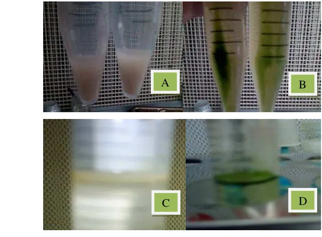 Gambar 11. Perbedaan warna protoplas yang diisolasi dari kalus dan mesofil daun (A 