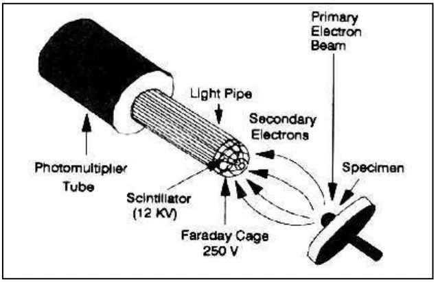 Gambar 2.10. Secondary electron detector(www.udel.edu)  