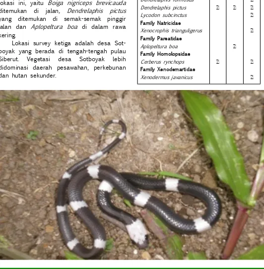 Tabel 1. Jenis ular yang didapatkan; MSB: Muara Sikabaluan, MPo: Mogan Poula, SBY: Sotboyak