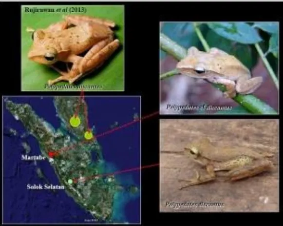 Gambar  Lokasi perjumpaan P.oypedates  discantus di Semenanjung Malaysia dan Sumatra 