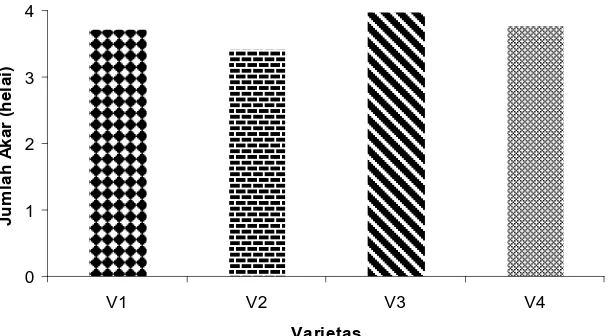 Gambar 2. Histogram  Rataan Jumlah Akar dari Setiap Varietas  Kacang Hijau 