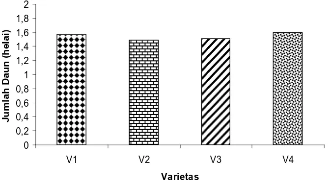 Gambar 7. Histogram  Rataan Jumlah Daun dari Setiap Varietas Kacang Hijau 