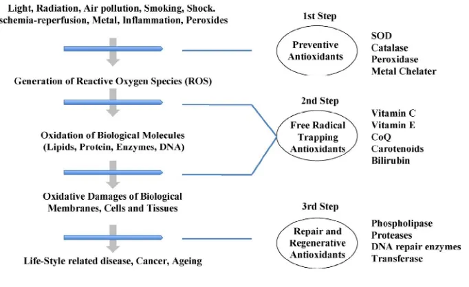 Gambar 2.1 Korelasi hubungan antioksidan dalam sistem biologi (Yuji et al, 2010) 