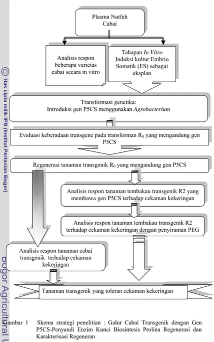 Gambar 1   Skema strategi penelitian : Galur Cabai Transgenik dengan Gen     