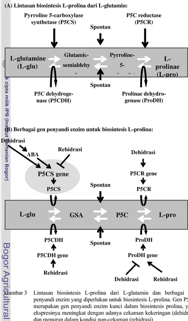 Gambar 3 Lintasan biosintesis L-prolina dari L-glutamin dan berbagai gen 
