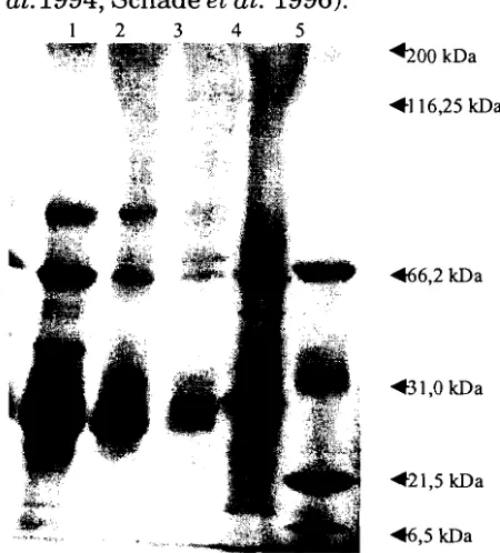 Gambar 2. Pita protein dari IgY dengan pewarnaan perak nitrat. (1) WSF, (2) purifikasi dengan PEG-Chloroform, (3) purifikasi dengan PEG Amonium sulfat, (4) Serum, dan (5) Marker