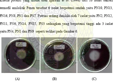 Gambar 6. Tiga Isolat Terpilih Berdasarkan Diameter ZonaIsolat PN9 Bening           Uji Iodin