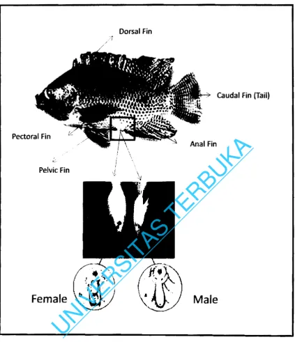 Gambar 2.2 Morfologi ikan nila  