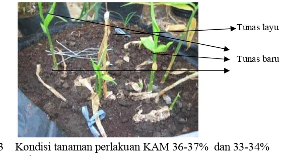 Gambar 3    Kondisi tanaman perlakuan KAM 36-37%  dan 33-34% 