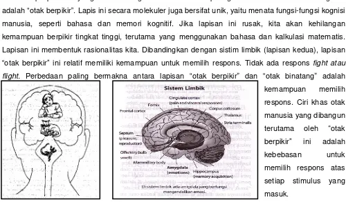 Gambar 8 & 9 : Tingkatan Otak dan Sistem Limbik 