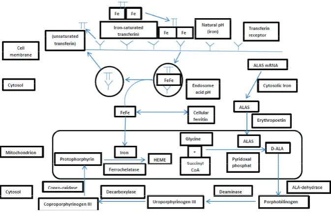 Gambar 1 Metabolisme heme11