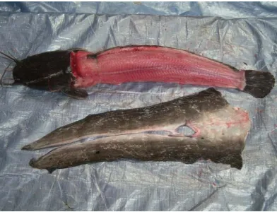 Gambar 4 Ikan lele dumbo yang telah dikuliti dan dibuang isi perutnya 
