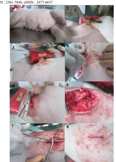 Gambar 1. Proses Operasi Hernia Umbilicalis pada Babi. Hernia umbilicalis berdiameter cm (1), dilakukan incisi di permukaan hernia secara horizontal (2), membuka hernia, preparasi cincin dan isi hernia (3), penentuan besar cincin hernia dan debridement (4)