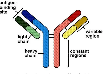 Gambar 2. Stuktur antibodi (Ig) (www. geomarz.wordpress.com) 