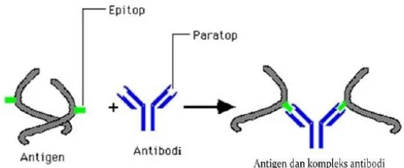 Gambar 3. Hubungan antibodi dan antigen (Perez, 2015) 