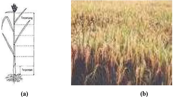 Gambar 2.2 (a) Batang utama tanaman padi yang menunjukkan kondisi fisik jerami, 