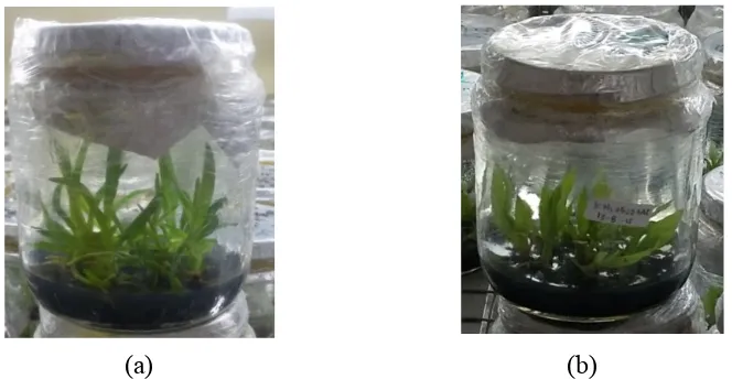 Gambar 3.  Bibit anggrek Coelogyne asperata dalam botol jam hasil subkultur II(a) bibit anggrek  siap jual (umur 4 bulan), (b)  bibit anggrek  belumsiap jual (umur 3 bulan)