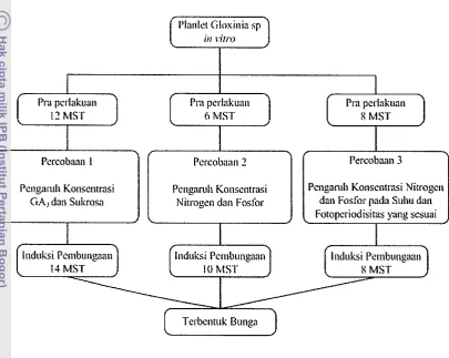 Gambar 1 Bagan Alur Penelitian Induksi Pembungaan Gloxinia secara 