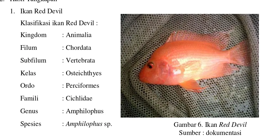 Gambar 6. Ikan Red Devil 
