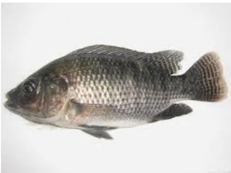 Gambar 7. Ikan Nila 
