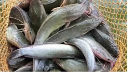 Gambar 8. Ikan Lele 