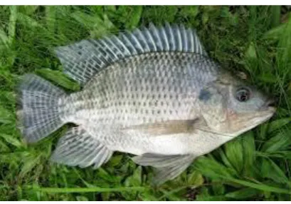 Gambar 9. Ikan Mujair 