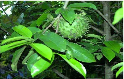 Gambar 2. Daun sirsak (Annonae muricatae folium) 