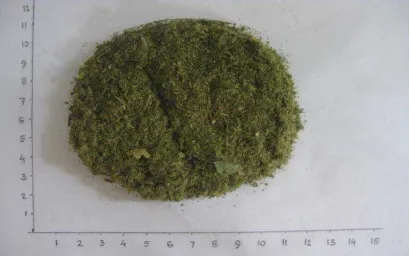 Gambar 3. Simplisia Daun Sirsak (Annonae muricatae folium)