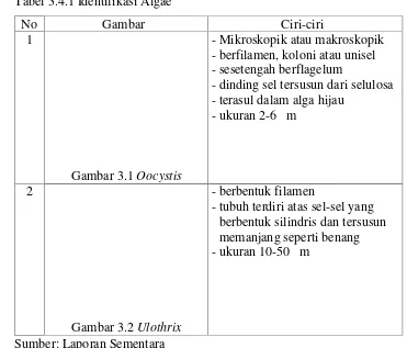 Tabel 3.4.1 Identifikasi Algae