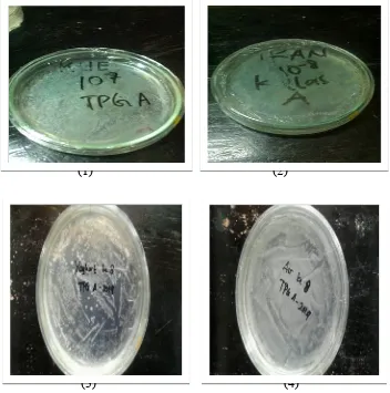 Gambar 1. Penampakan Koloni Bakteri pada Cawan Pengamatan