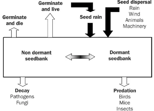 Gambar 1. Siklus hidup  annual  biji gulma dalam ‘soil  seed bank’ dan
