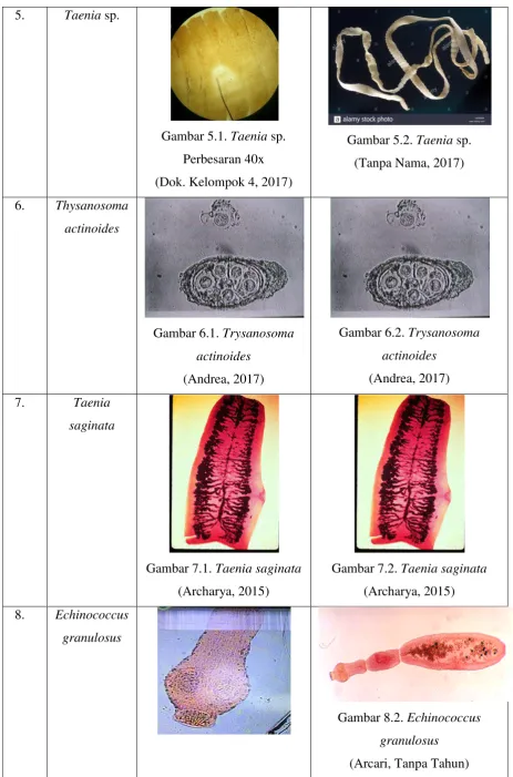 Gambar 5.1. Taenia sp. 