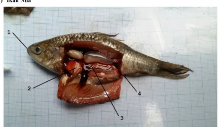Gambar 1. Ikan Nila (Oreochromis niloticus)