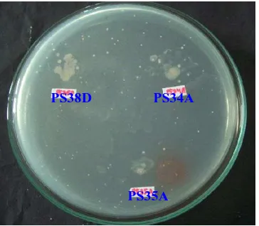 Gambar 4.1.1  Uji kemampuan isolat bakteri endofit PS38D, PS34A dan PS35A           dalam menghasilkan enzim kitinase dalam media kitin agar dengan inkubasi 5 hari  