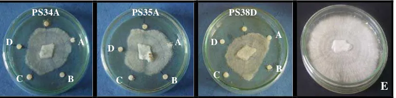 Gambar 4.4.1 Perbandingan aktivitas antagonis isolat bakteri endofit PS34A, PS35A, dan PS38D dengan antibiotik ketokonazol (A: kontrol, B: 0,09 mg/ml, C: 0,3 mg/ml, D: 0,6 mg/ml, E: miselium normal) terhadap G